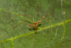 Tetragnatha hasselti