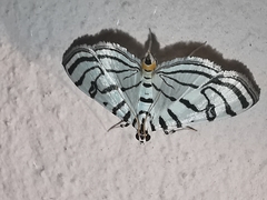 Conchylodes ovulalis