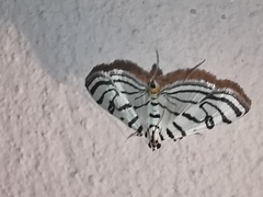 Conchylodes ovulalis