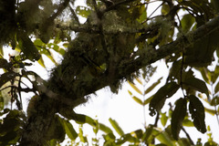 Myioborus flavivertex