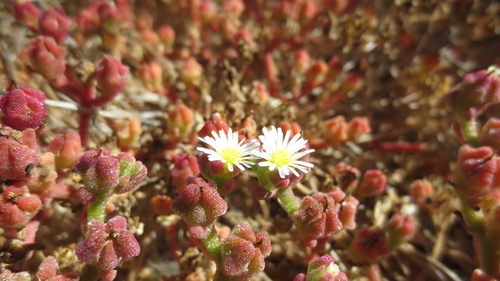 iNaturalist observation photo of Slender Iceplant