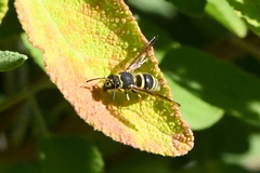 Ancistrocerus bustamente