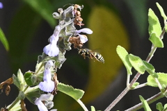 Ancistrocerus bustamente