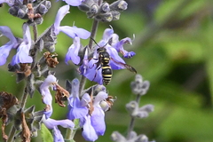 Ancistrocerus bustamente