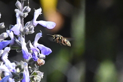 Ancistrocerus bustamente