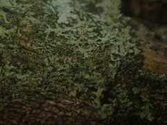 Hyperphyscia adglutinata