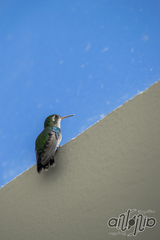 Cynanthus forficatus