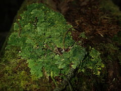 Pseudocyphellaria episticta
