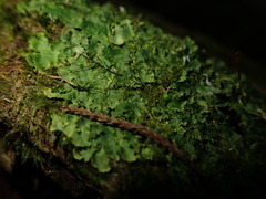 Pseudocyphellaria episticta
