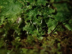 Pseudocyphellaria episticta