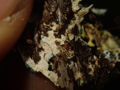 Pseudocyphellaria episticta