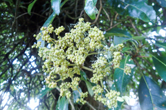 Hydrangea integrifolia