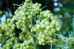 Hydrangea integrifolia