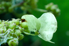 Hydrangea integrifolia