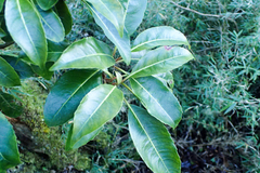 Hydrangea integrifolia