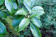 Hydrangea integrifolia