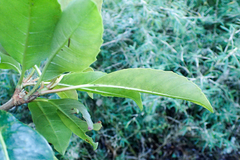 Hydrangea integrifolia