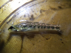 Etheostoma zonale