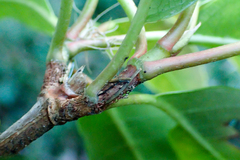 Hydrangea integrifolia