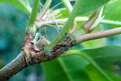 Hydrangea integrifolia