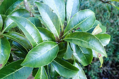 Hydrangea integrifolia