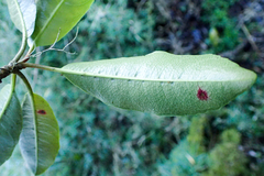 Hydrangea integrifolia