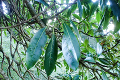 Hydrangea integrifolia