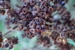 Hydrangea integrifolia