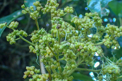 Hydrangea integrifolia