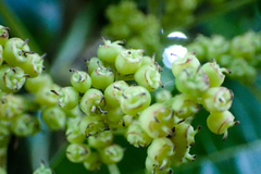 Hydrangea integrifolia