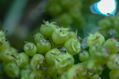 Hydrangea integrifolia
