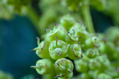 Hydrangea integrifolia