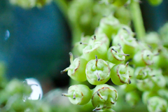 Hydrangea integrifolia