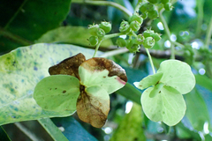 Hydrangea integrifolia