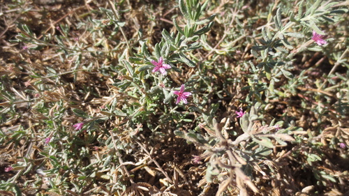 iNaturalist observation photo of Alkali Heath