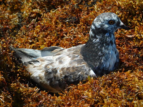 Feral Pigeon photographed in Florida