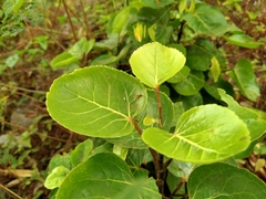 Polyscias scutellaria