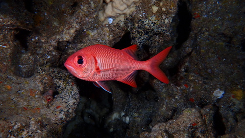 Brick soldierfish (Myripristis amaena) — Holocentridae — 4