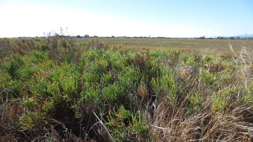 iNaturalist observation photo of Parish's glasswort