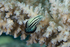 Labropsis xanthonota