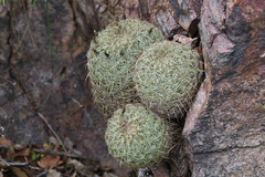 Coryphantha recurvata recurvata