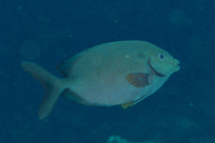 Siganus punctatus