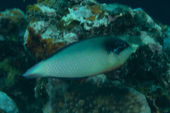 Anampses neoguinaicus