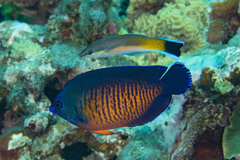 Labroides dimidiatus