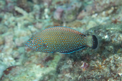 Bluespotted Wrasse photo 5