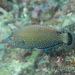 Bluespotted Wrasse - Photo (c) Mark Rosenstein, some rights reserved (CC BY-NC-SA), uploaded by Mark Rosenstein