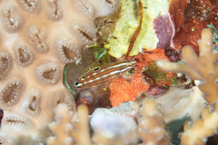 Halichoeres biocellatus