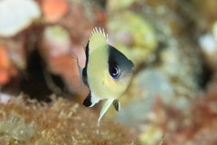 Pycnochromis retrofasciatus