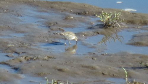 iNaturalist observation photo of Least Sandpiper