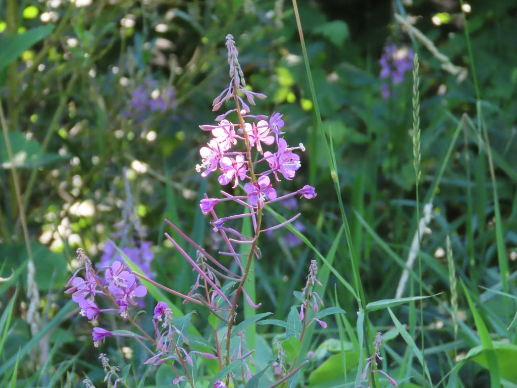 Fireweed